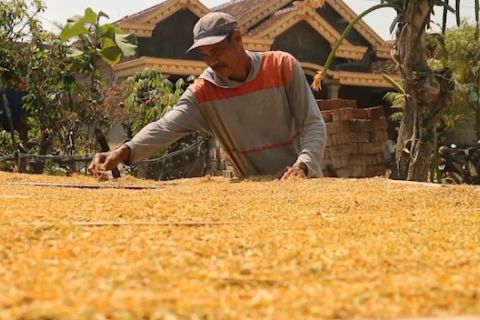 Kemarau membawa berkah bagi petani tembakau di Ponorogo