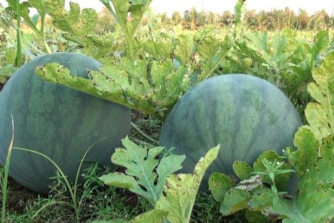 Petani Kalteng olah lahan berpasir menjadi lahan semangka