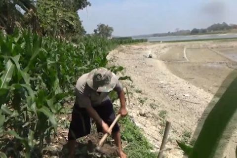 Petani musiman manfaatkan susutnya Waduk Pondok Ngawi