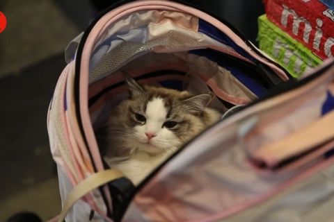 Serunya festival kucing dan anjing di Sydney Australia