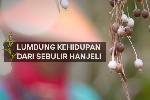 Lumbung kehidupan dari sebulir Hanjeli bagian 3