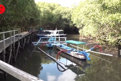 Tekan emisi gas rumah kaca, KLHK nilai potensi mangrove Bali penting