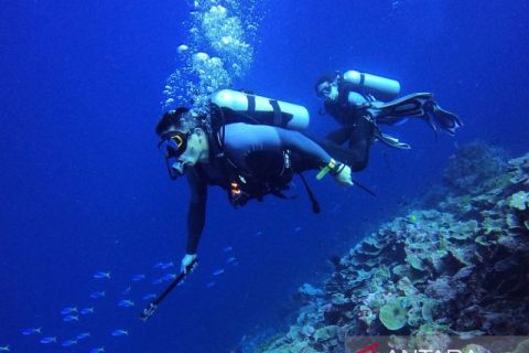 Menikmati keindahan bawah laut Pulau Tomia Wakatobi