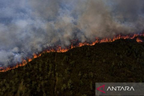Lahan gambut Pedamaran terbakar