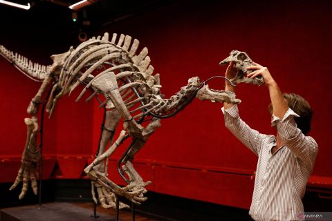 Lelang kerangka dinosaurus yang diawetkan di Paris