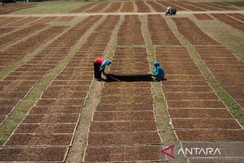 Alokasi dana bagi hasil cukai tembakau