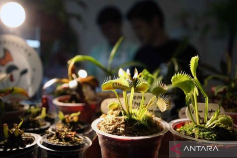 Beragam tanaman hias dari berbagai negara dipamerkan di FLOII 2023