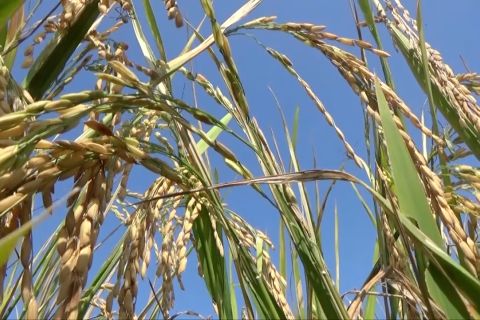 Kalsel kejar produksi padi 1 juta ton dengan pola tanam bergilir