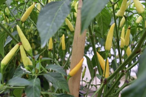 Rutan Pontianak ciptakan WBP produktif melalui sektor perkebunan