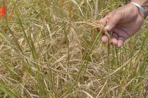 Pemkab Banjar pinjamkan pompa untuk petani atasi kekeringan