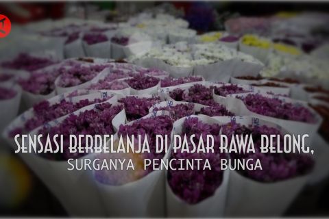 Sensasi berbelanja di Pasar Rawa Belong, surganya pencinta bunga