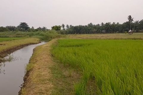Kekeringan, petani Bengkulu manfaatkan air limbah rumah tangga