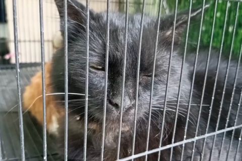 Vaksinasi rabies gratis ramai peminat, Madiun jaga status nol kasus