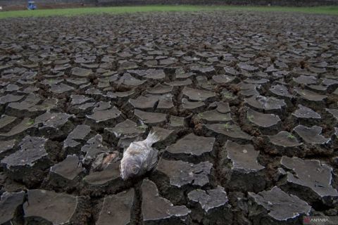 Kekeringan dampak El Nino