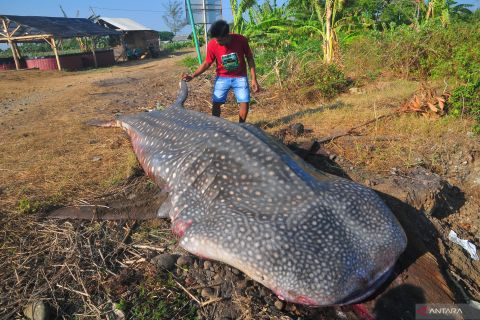 Hiu tutul terjaring nelayan di Jepara