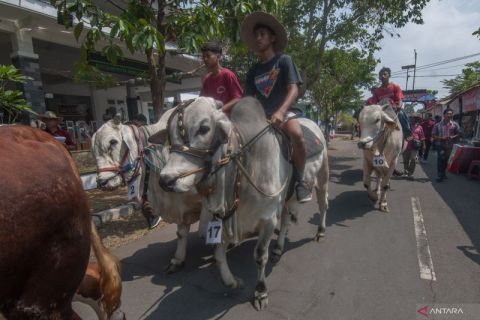 Kontes sapi tunggang di Boyolali