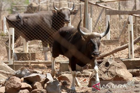 Upaya meningkatkan populasi banteng jawa