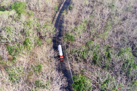 Hutan jati di TN Baluran meranggas