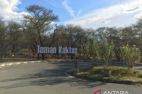 Penasaran dengan keunikan Taman pohon Kaktus di Hutan Kota Palu?
