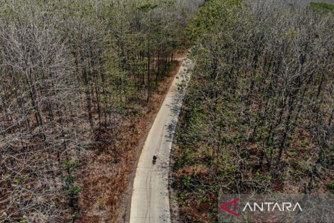 Hutan jati meranggas akibat kemarau
