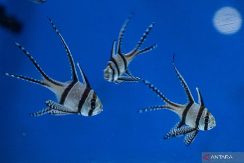 Penangkaran ikan endemik Banggai