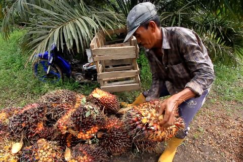 70 persen perkebunan sawit rakyat di Kalsel masuk masa peremajaan