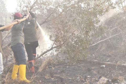 KLHK: Perlu perbanyak pasukan darat atasi karhutla di lahan gambut