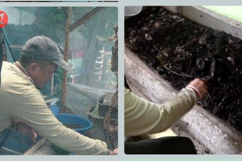 Budi daya maggot, manfaatkan sampah untuk pengadaan tong sampah