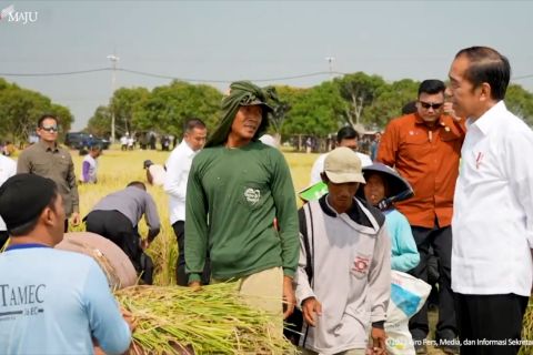 Jokowi tegaskan produksi padi masih baik meski terdampak El Nino