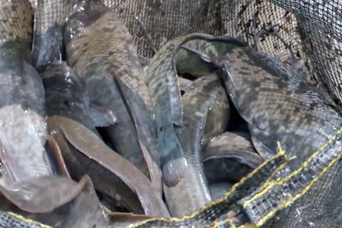Pembudi daya lele raup untung di masa kemarau