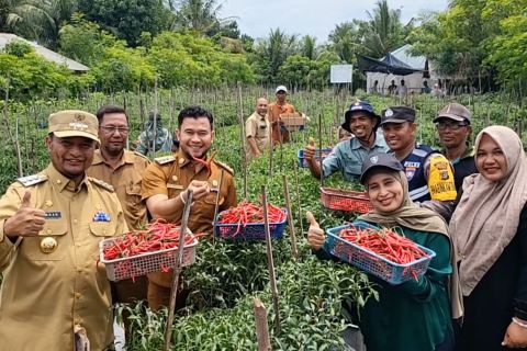 Pemko Lhokseumawe Aceh panen 100 kg cabai di bekas lahan tidur