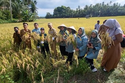 Pemko Lhokseumawe semangati petani dengan panen bareng