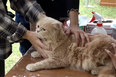 Pemkot Bogor berikan layanan vaksinasi rabies gratis