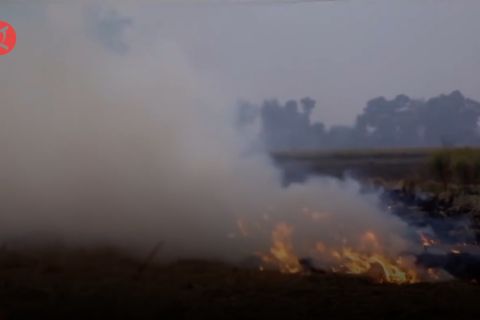 Polusi udara, India larang penanaman padi jenis khusus
