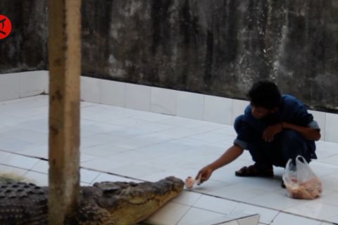 Dipindah ke penangkaran, buaya Riska masih mogok makan
