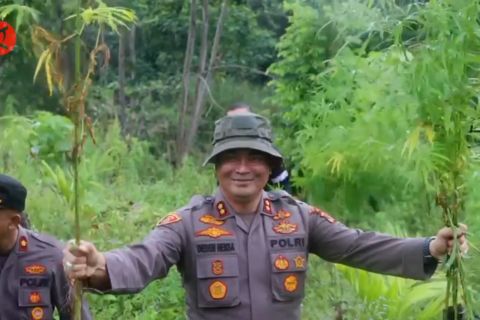 Polres Aceh Utara musnahkan 5 hektare ladang ganja siap panen