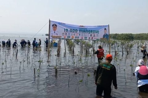 PCNU Pasuruan peringati Hari Santri dengan tanam 10 ribu mangrove