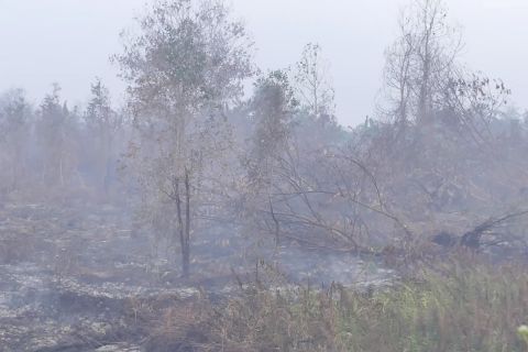 Wamen LHK minta Kalsel segera berstatus "Tanggap Darurat Karhutla"