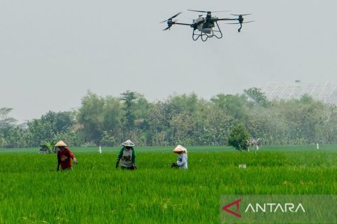 Pengembangan varietas padi unggul Gamagora 7