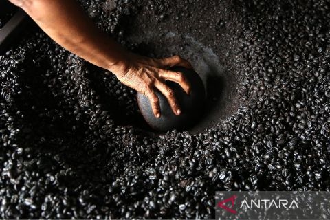 Pengolahan biji kopi robusta secara tradisional