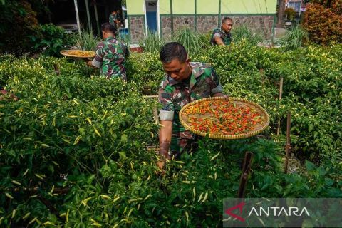 Koramil 03/Kajen bagikan hasil panen cabai rawit hasil pemanfaatan lahan kosong