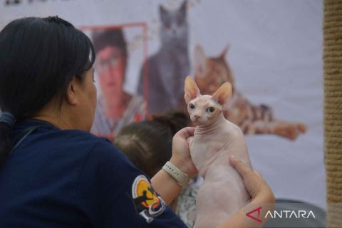 Ratusan kucing dilombakan dalam International Cat Show