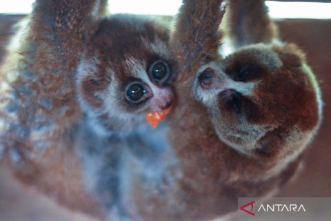 Siamang dan Kukang Sumatera serahan warga jalani masa karantina sebelum dilepasliarkan