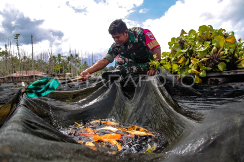 Babinsa budidayakan ikan nilai di danau