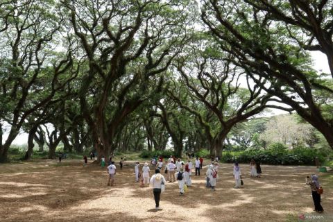 Indahnya wisata unggulan hutan Djawatan di Banyuwangi