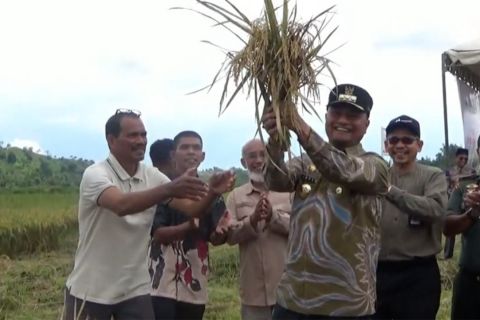 Panen padi perdana 100 ha saat musim kering di Cot Trieng-Lhokseumawe
