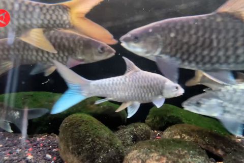 Budidaya ikan 'Dewa' yang kian langka agar mudah dan bernilai tinggi