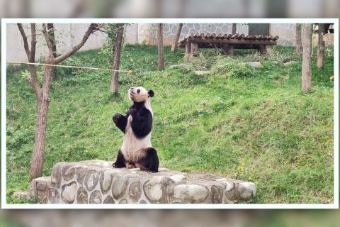 Bertemu dengan panda cokelat Qinling