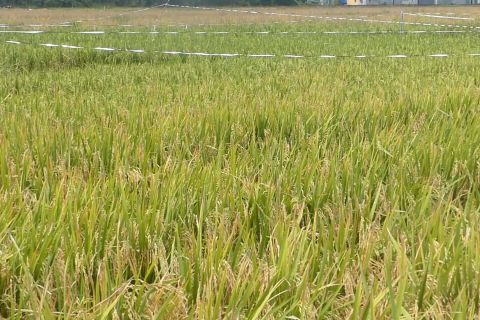 Edukasi petani untuk menahan laju alih fungsi lahan di Banjarmasin