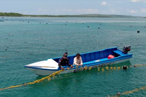Hilirisasi, menteri KP ingin rumput laut dimanfaatkan lebih luas